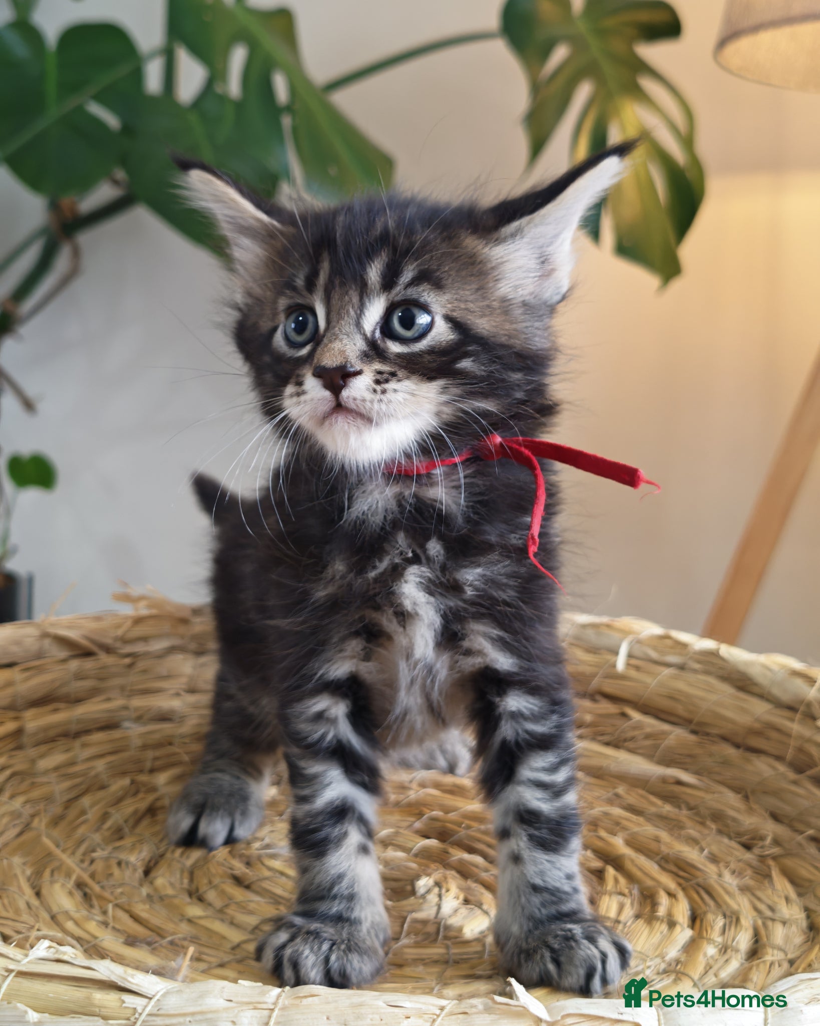 Maine Coon cats Exceptional Russian Line Maine coons - Advert 13