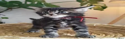 Maine Coon cats for sale: Exceptional Russian Line Maine coons - Advert 9