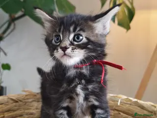 Maine Coon cats Exceptional Russian Line Maine coons - Advert 13