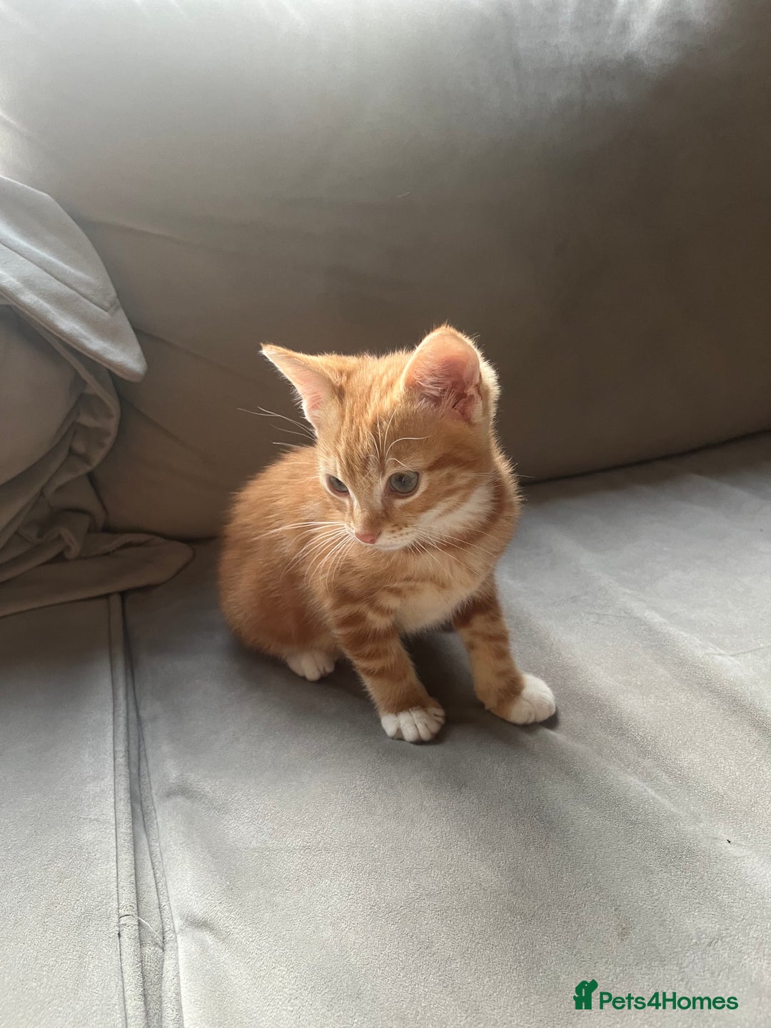 Ragdoll cats for sale: 2 half ragdoll kittens  - Advert 2