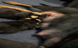 Rottweiler dogs for sale: Gorgeous Rottweiler puppies - Advert 2