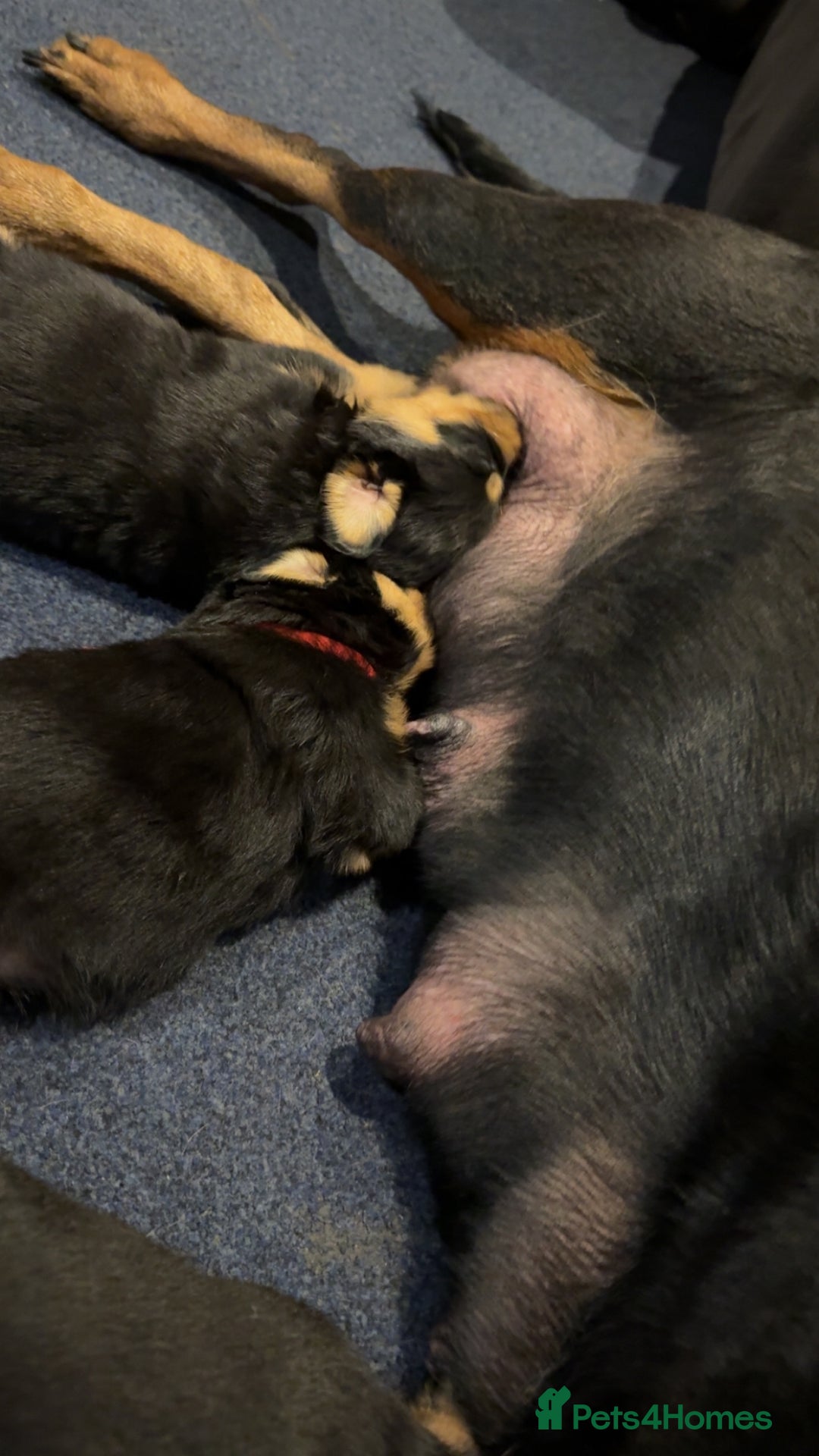 Rottweiler dogs for sale: Gorgeous Rottweiler puppies - Advert 2