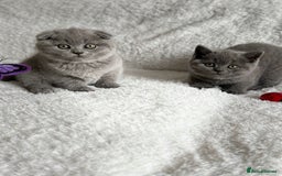 Scottish Fold cats for sale: Scottish fold and straight kittens  - Image 14