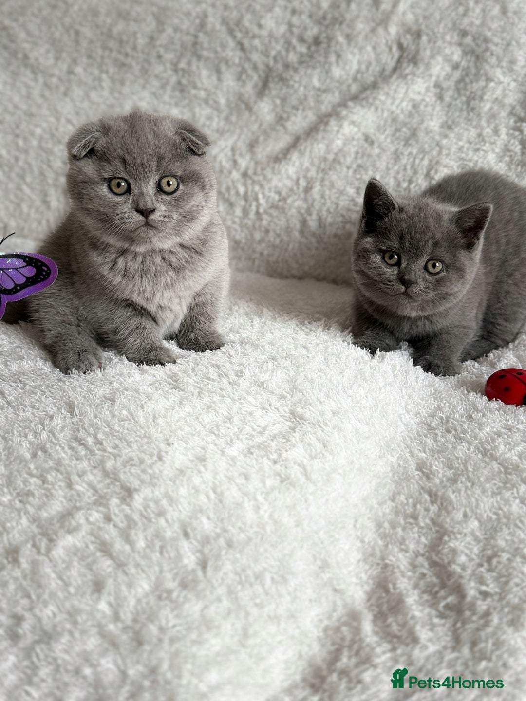 Scottish Fold cats for sale: Scottish fold and straight kittens  - Image 14