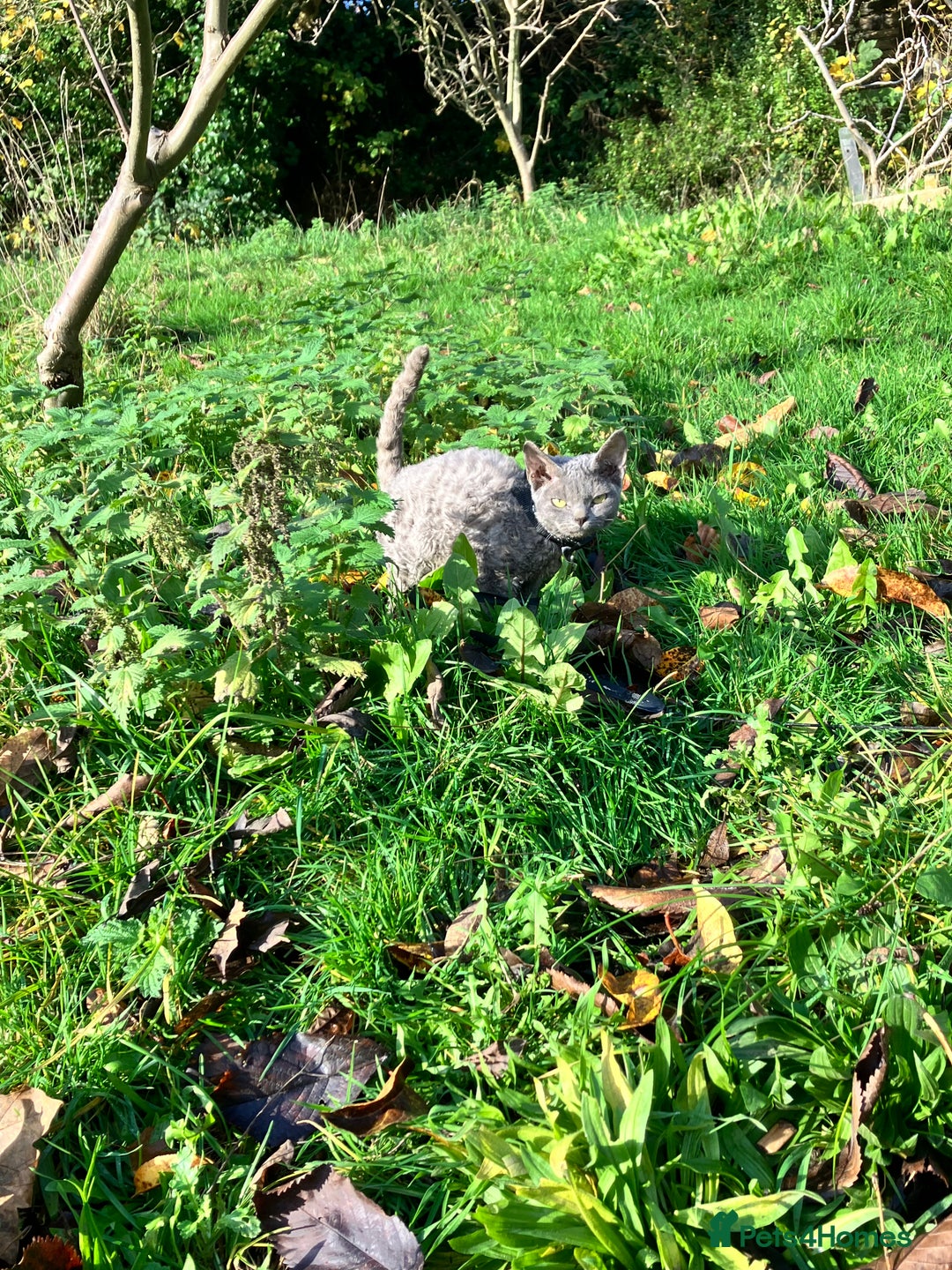 Devon Rex cats for sale: GCCF registered - Devon Rex Kittens - Advert 3
