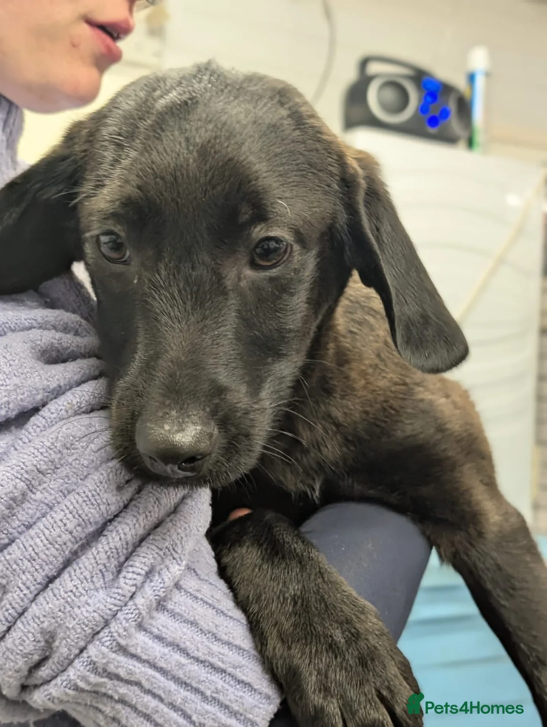 Mixed Breed dogs for adoption: Butch - In Ayr Looking for a home  - Advert 6