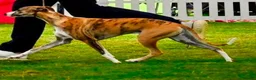Whippet dogs for sale: Top Quality Whippet Puppies Ready to Reserve in Doncaster - Advert 3