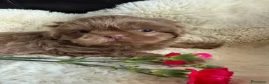 Shih Tzu 1