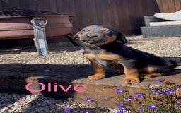 Mixed Breed dogs for sale: Stunning DNA heath test Collie x Hungarian Viszla - Image 1