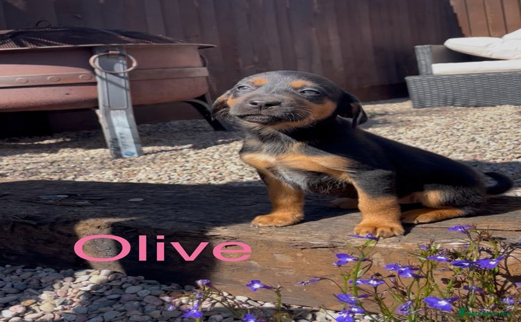 Mixed Breed dogs - Advert 16