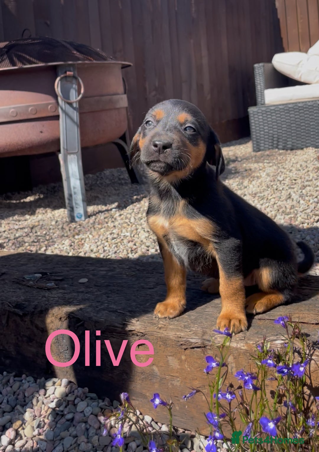 Mixed Breed dogs for sale: Stunning DNA heath test Collie x Hungarian Viszla - Image 1