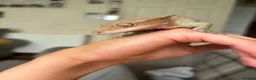 Gecko reptiles for sale: Female Crested Gecko with Full Set Up in Newport - Advert 3