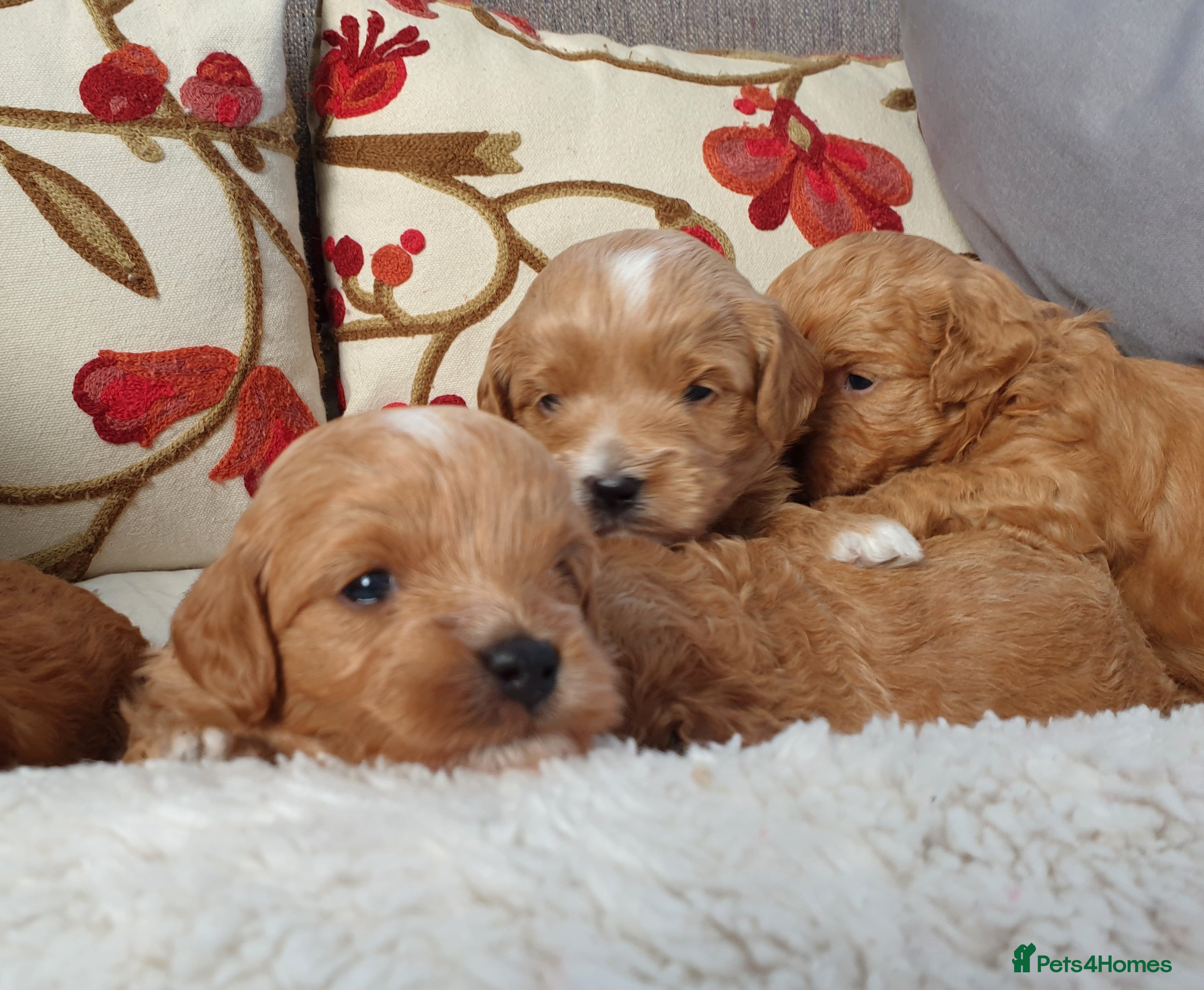 Mixed Breed dogs Cotonoodle/Cotonpoo F1b health tested parents - Advert 14