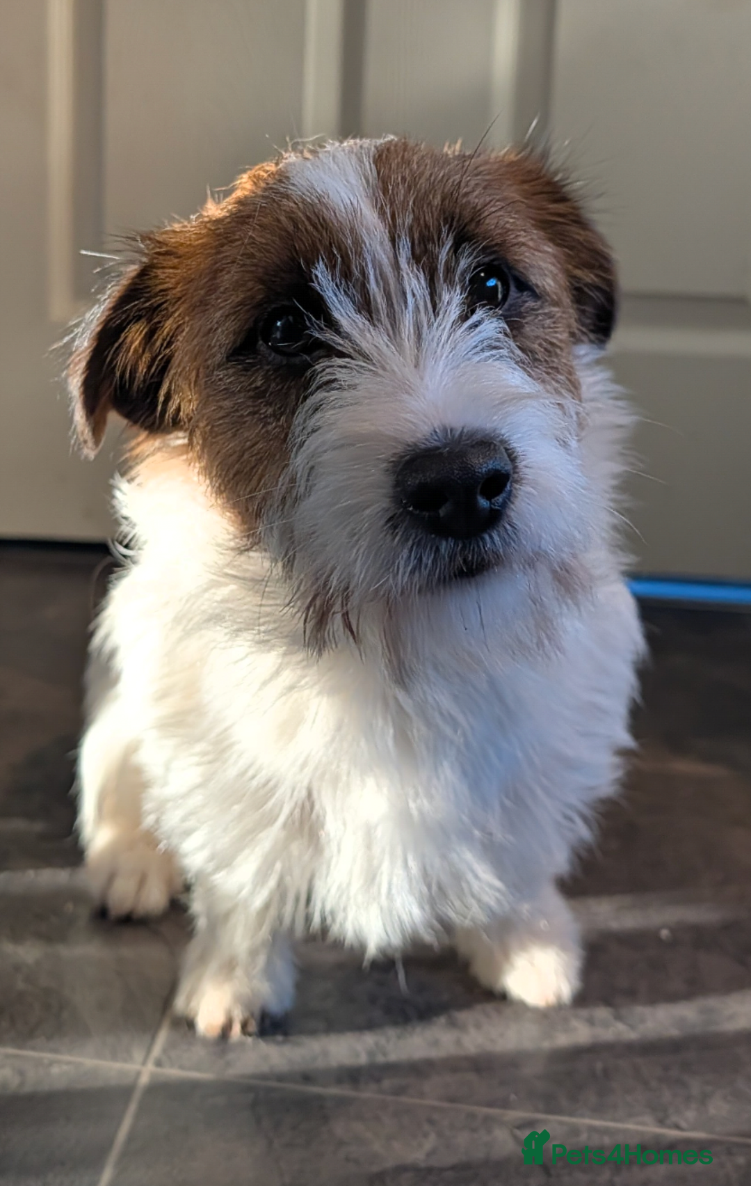 Jack Russell dogs for sale: Jack Russell female puppy - Advert 3