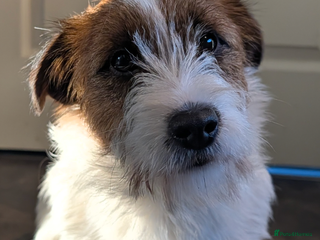 Jack Russell dogs Jack Russell female puppy - Advert 1