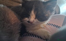 Mixed Breed cats for sale: Kittens looking for loving homes - Image 2