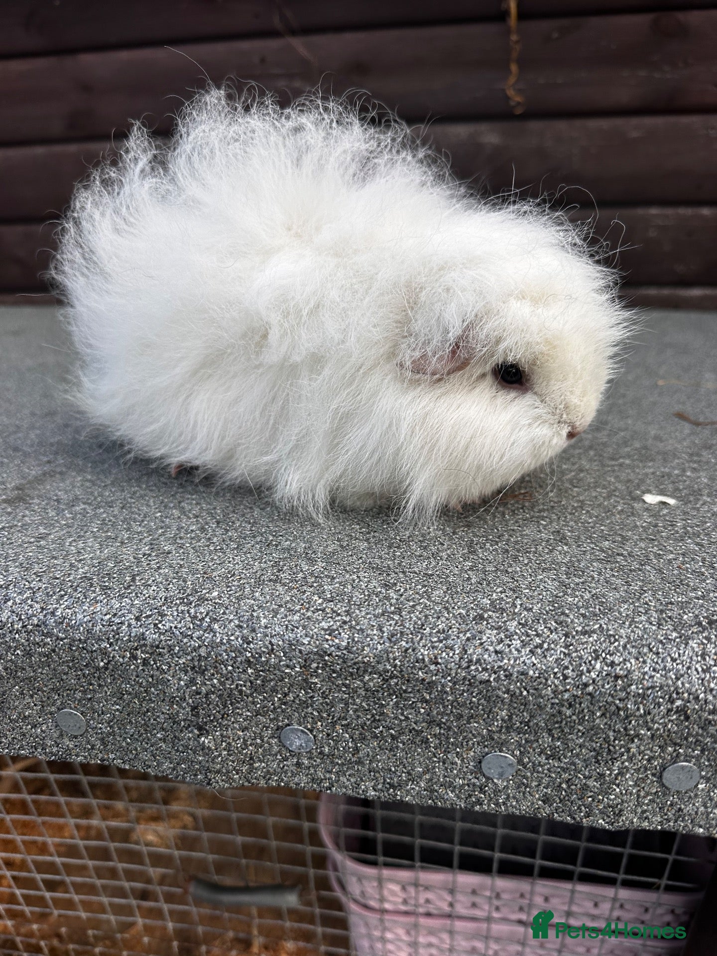 Guinea Pig rodents Guinea pigs - Advert 8