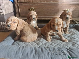 Cocker Spaniel dogs - Advert 5