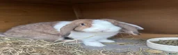 Mini Lop rabbits for sale: Two Beautiful Girls Looking for Their Forever Home - Advert 2