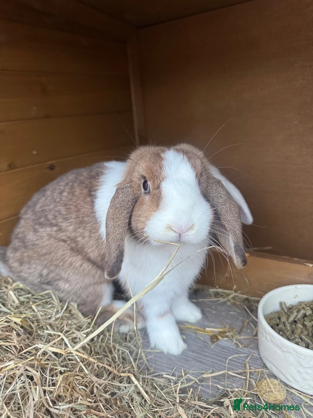 Mini Lop rabbits for sale: Two Beautiful Girls Looking for Their Forever Home - Advert 2