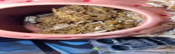 Corn Snake reptiles for sale: Female corn snake - Advert 3