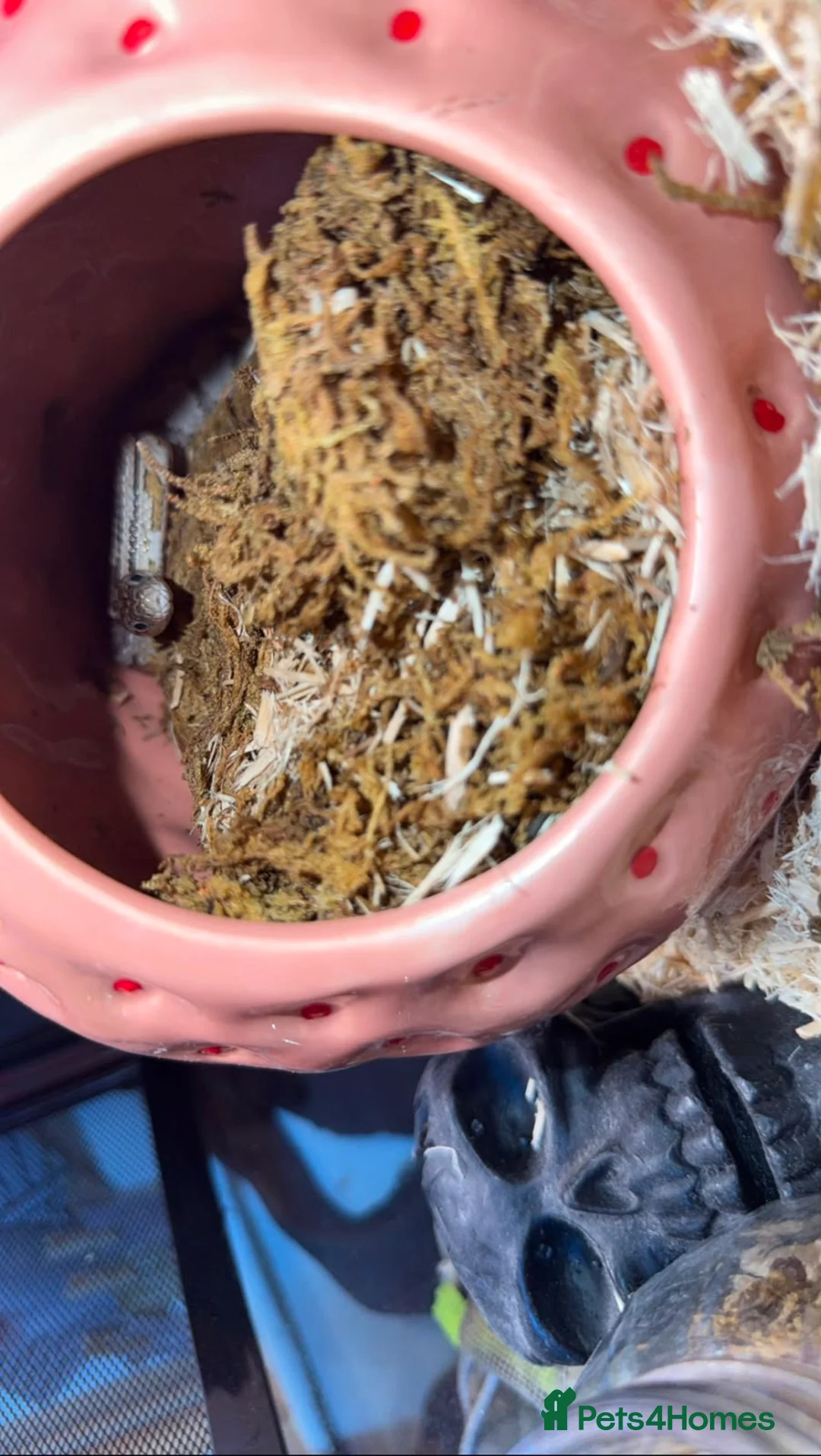 Corn Snake reptiles for sale: Female corn snake - Advert 3