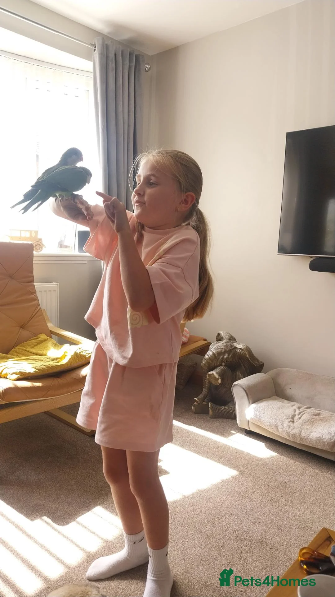 Parakeets birds for sale:  Green dna tested  male Hand tame quaker parrots  - Advert 14