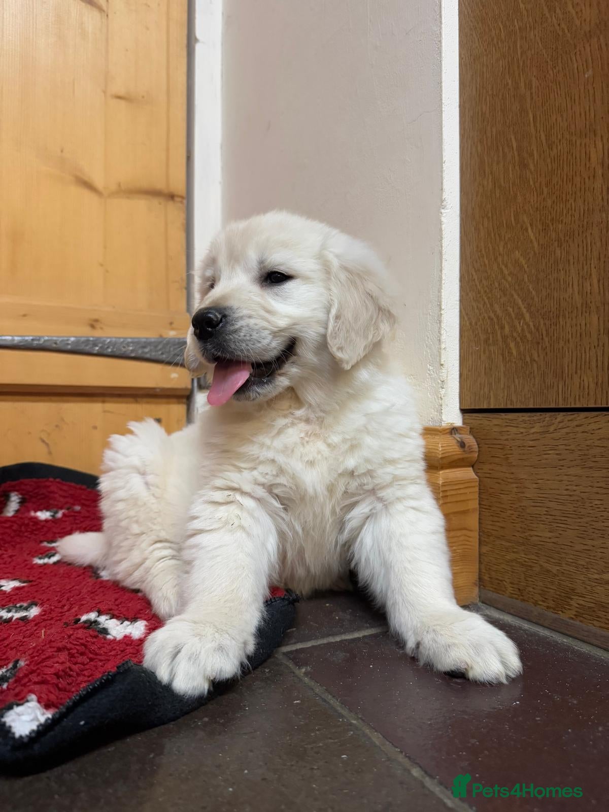 Golden Retriever dogs Extensively Health Tested & Kids Best friends - Advert 6