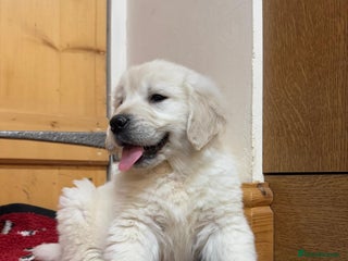 Golden Retriever dogs Extensively Health Tested & Kids Best friends - Advert 2