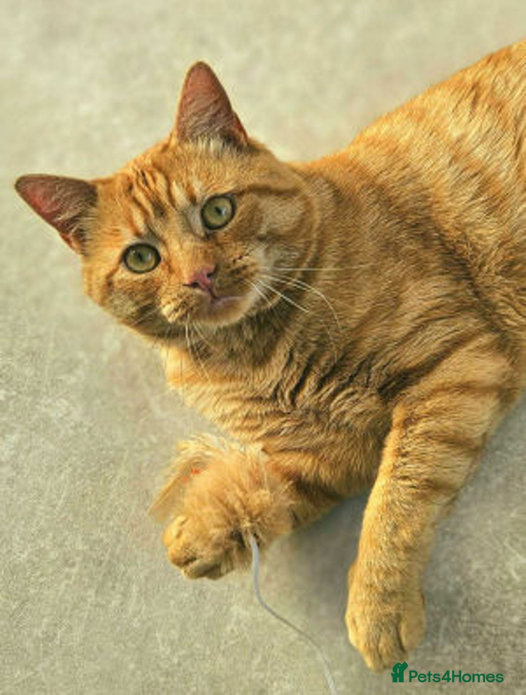 Mixed Breed cats for adoption: ORLANDO - Image 4