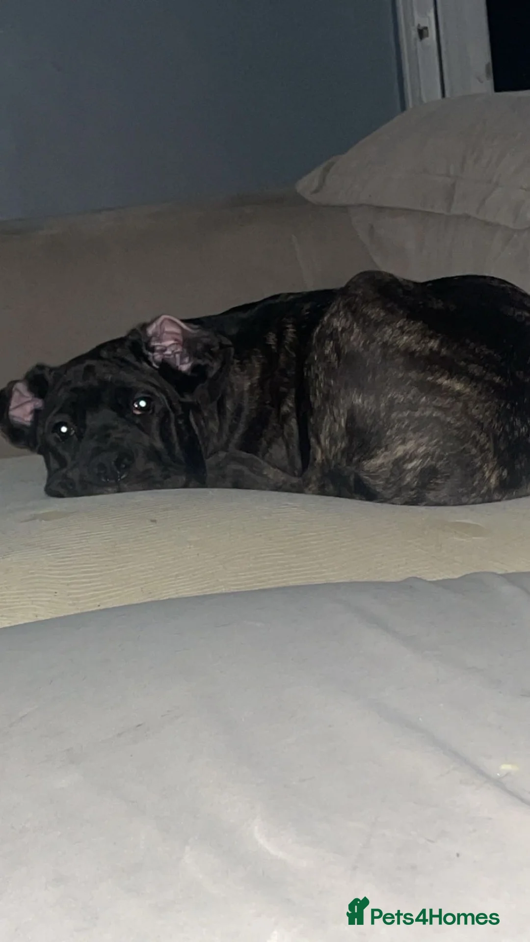Cane Corso dogs for sale: Beautiful Female Cane corso for sale  in Bedford - Advert 2