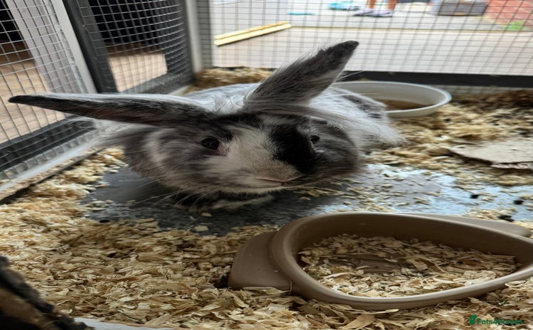 Lionhead rabbits - Advert 1