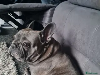 French Bulldog dogs Beautiful French Bulldog pup's - Advert 1