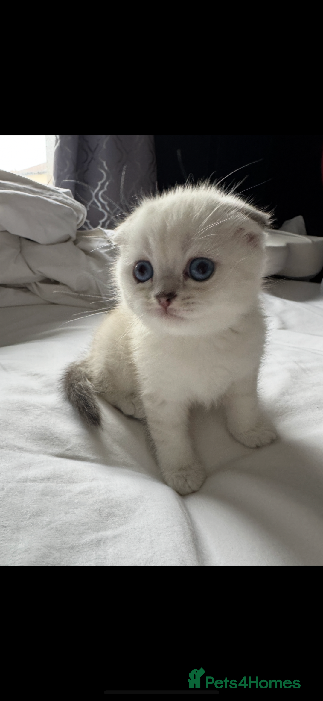 Scottish Fold cats for sale: 2 Stunning Scottish Fold Litters Available - Advert 4