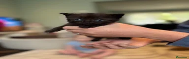 Mixed Breed Kitten 4