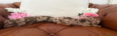 Miniature Dachshund 2