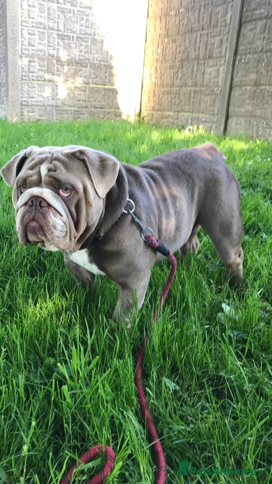 English Bulldog dogs for stud: F1 Stud dog  - Advert 3