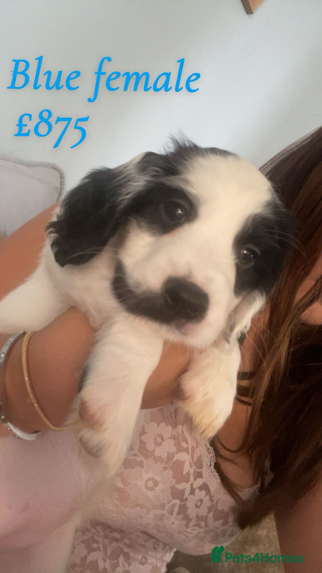 English Springer Spaniel dogs for sale: Gorgeous springer spaniel pups  - Image 4