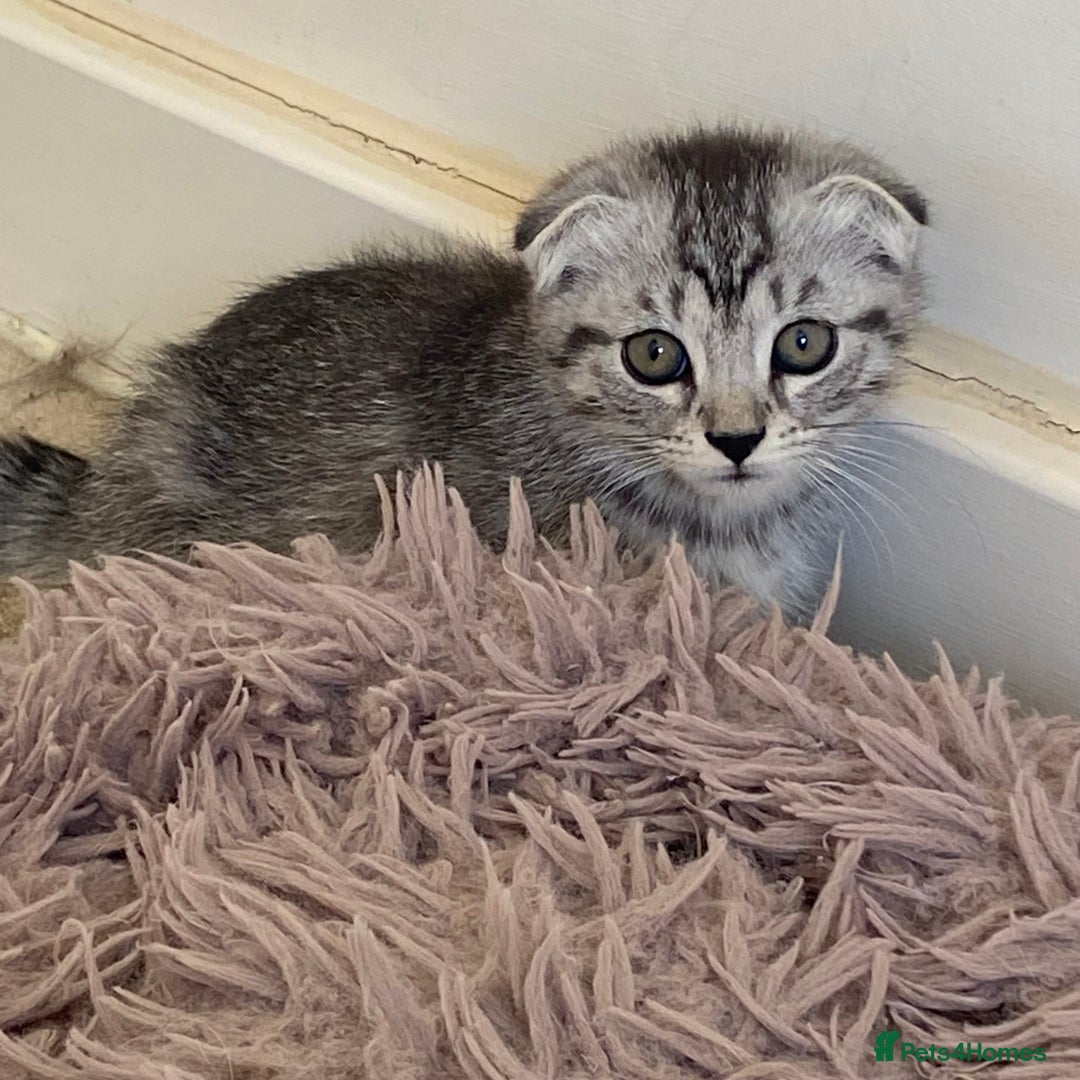 Scottish Fold cats for sale: beautiful Scottish Fold×Nebelung Kittens in Liverpool - Image 5
