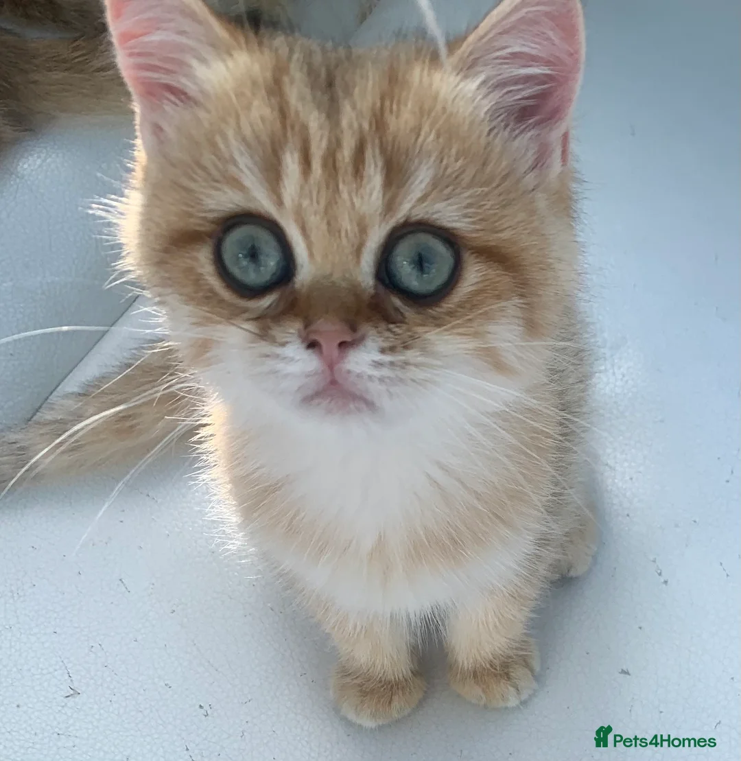 British Shorthair cats for sale: GCCFreg shampion parents  BSH  golden chinchilla   - Advert 28