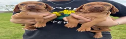 Hungarian Vizsla dogs for sale: Pedigree KC Hungarian Vizsla Pups For Sale in Haverfordwest - Advert 9