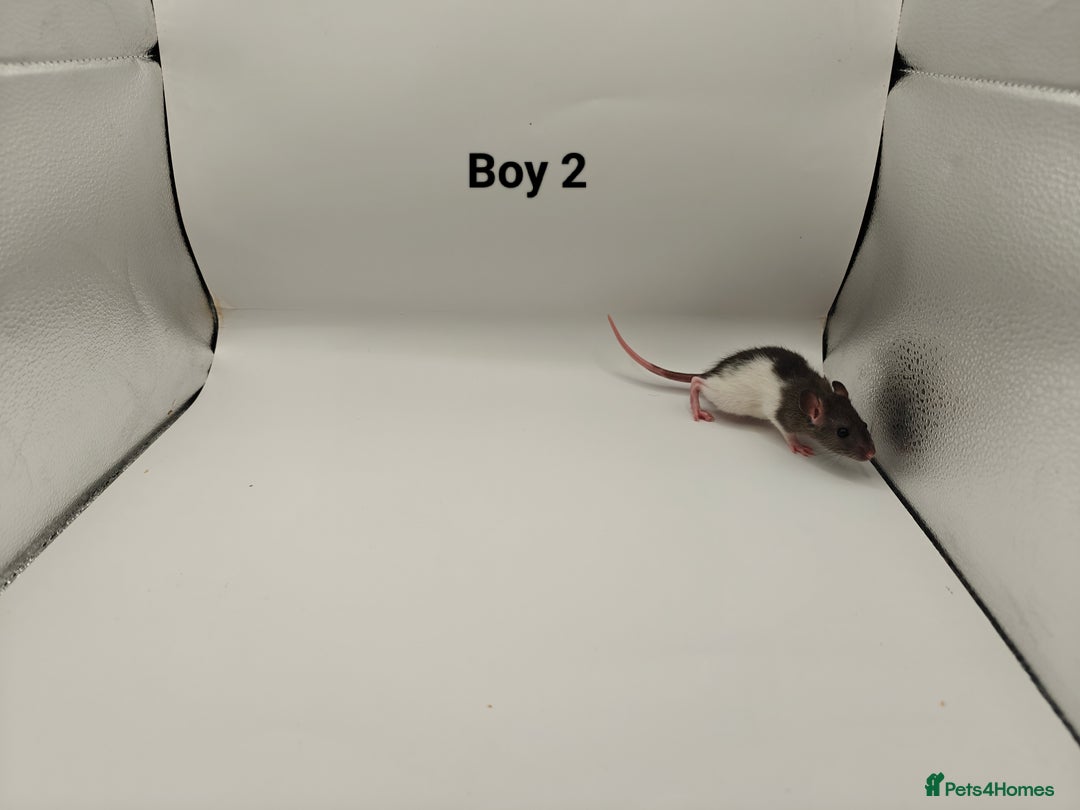 Rat rodents for sale: JAN: 27 Rats (21 Rats: 10 Boys & 11 Girls Left) - Advert 3