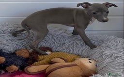 Italian Greyhound dogs for sale: ITALIAN GREYHOUND PUPPIES  - Image 37