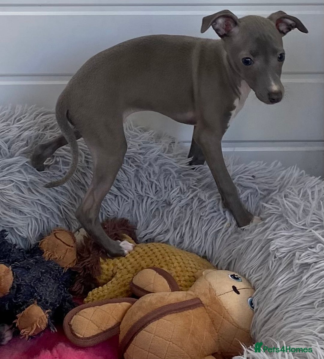Italian Greyhound dogs for sale: ITALIAN GREYHOUND PUPPIES  - Image 37