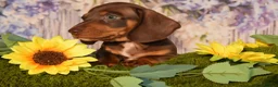 Miniature Dachshund dogs for sale: Kc reg mini dachunds  - Advert 4