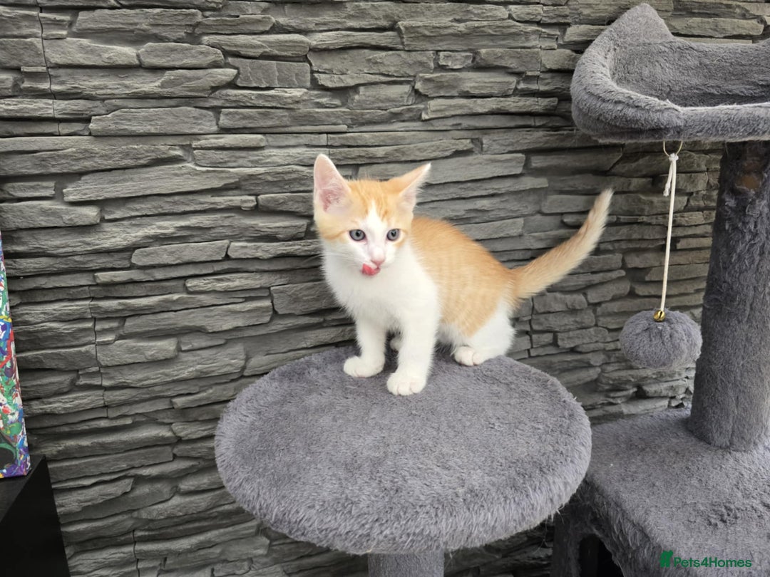 Mixed Breed cats for sale: Beautiful kittens - Image 10