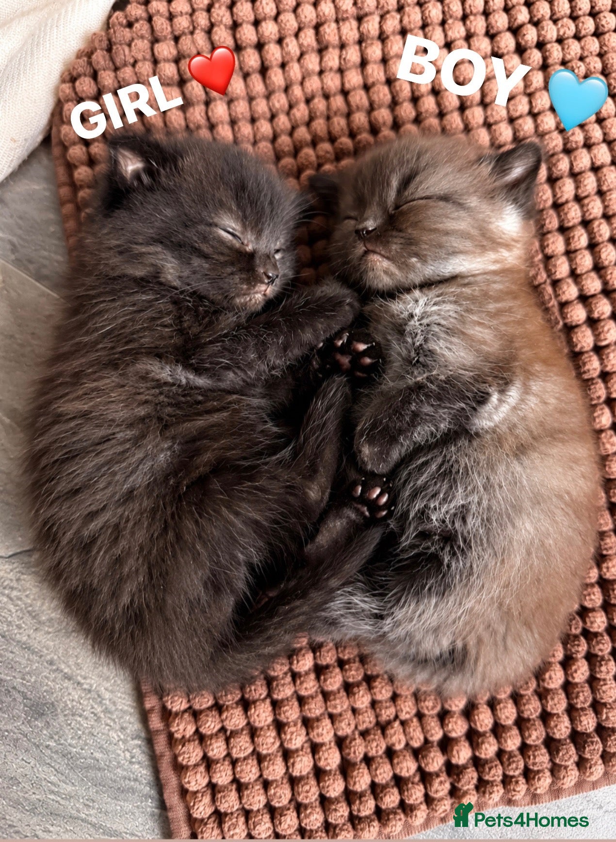 Scottish Fold cats for sale: One Beautiful Boy Kitten Available! 🩵 - Advert 2