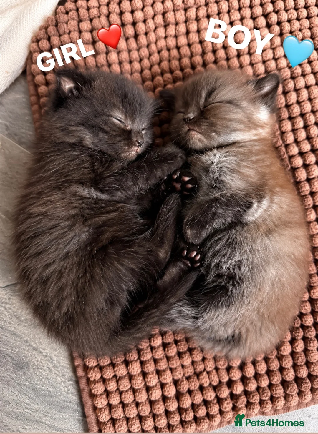 Scottish Fold cats for sale: One Beautiful Boy Kitten Available! 🩵 - Advert 1