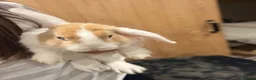 Mini Lion Lop rabbits for sale: Baby Rabbits for sale  - Advert 33