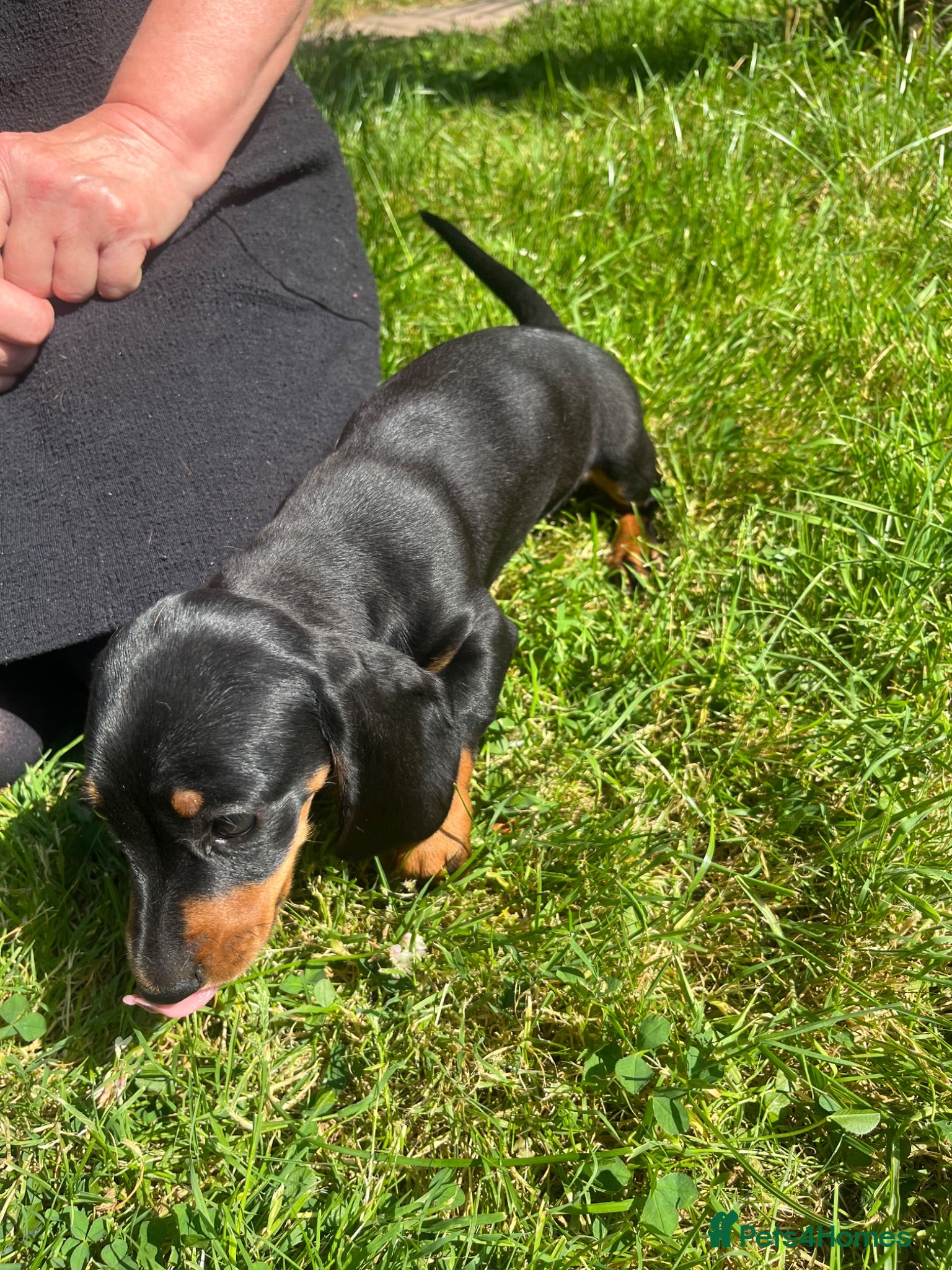 Dachshund dogs Female dachshund puppy  - Advert 1